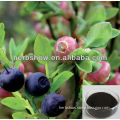 Natual Bilberry extract for sale